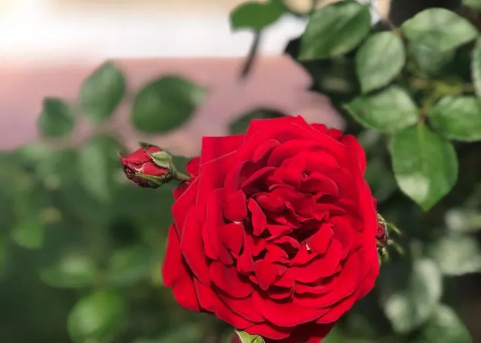 Ξενοδοχείο Dream Town Hotel&restaurant