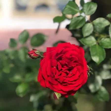 Hotel Dream Town Hotel&restaurant